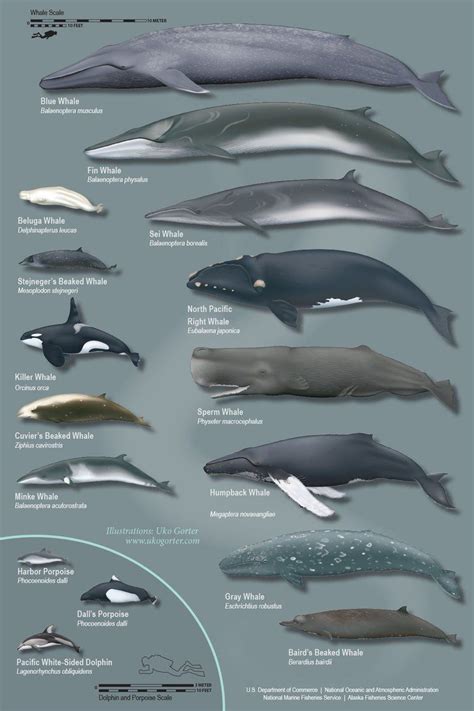 Tamaño Comparativo De Las Principales Especies De Ballenas Especies
