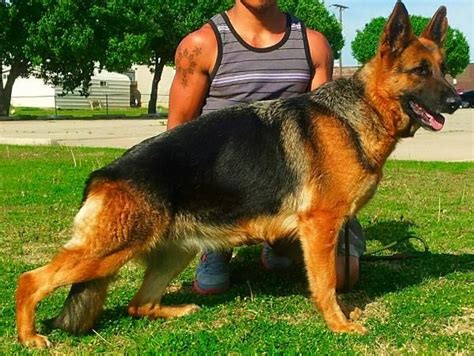 We look forward to hearing from you! German Shepherd Dog puppy for sale in CLEVELAND, OH. ADN ...