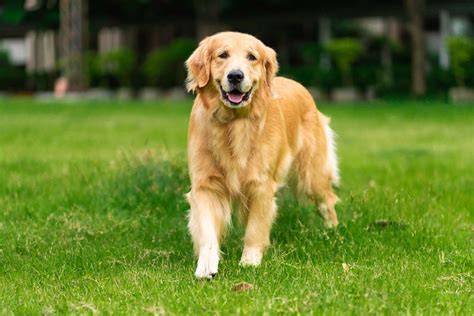 What Day Is National Golden Retriever Day When It Is And How Its