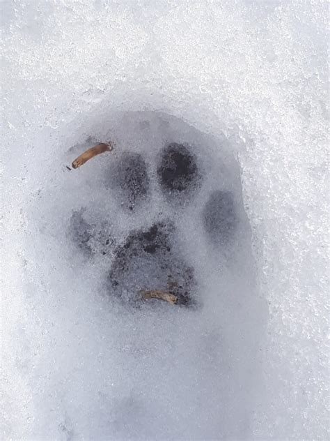 Um die erkennung der spuren zu. Tierspuren im Schnee - Waldpädagogik Urbach e.V.