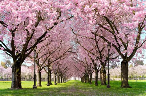 Spring Cherry Blossom Live Wallpaper For Android Apk Download