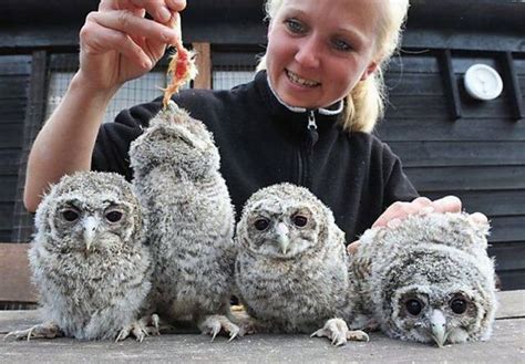 Baby Owls