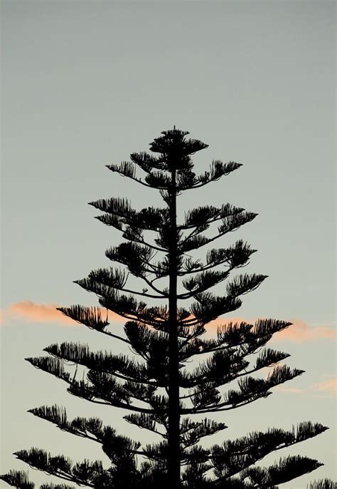 Did you scroll all this way to get facts about silhouette pine tree? Pin by Autumn ostrander on nature | Pine tree silhouette ...