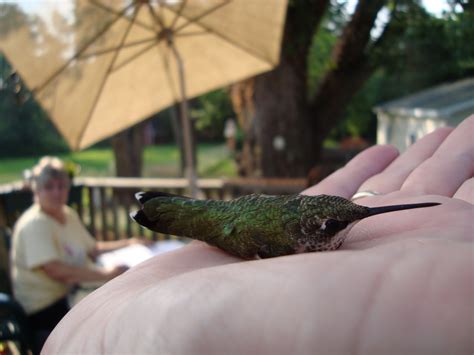 Summer Of Hummers Banding Ruby Throated Hummingbirds In Michigan July 18