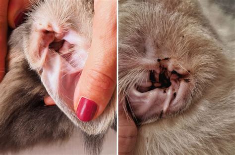 How To Discern Between Cat Ear Mites Vs Wax Best Answer
