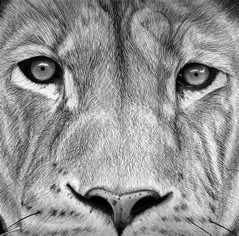 Dibujo De León Terminado Drawing Of Lion Finished Paperblog