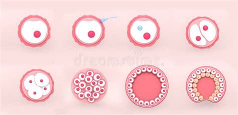 Le Fasi Di Segmentazione Di Un Ovulo Fertilizzato Illustrazione Di