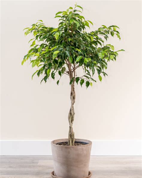 The basic advantages to them include lower heat, smaller, long lasting, less energy, very efficient. Buy Ficus benjamina 'Wintergreen', Weeping Fig | Free ...