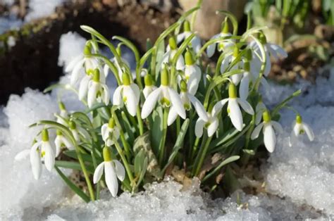 Different Types Of Snowdrops Varieties And Planting Tips Garden