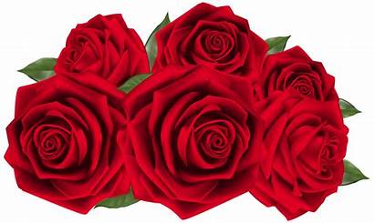 Roses Clipart Dark Rose Anniversary Transparent Flores