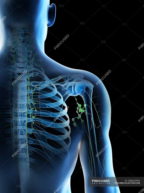 Lymph Nodes Of Male Shoulder Computer Illustration — 3d Medical