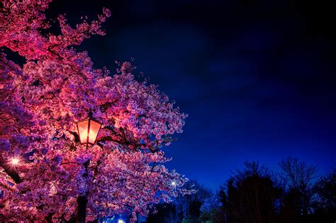 Wallpaper Sakura Flowers Lantern Blooms Evening Spring Hd