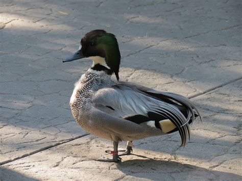 Falcated Duck Zoochat