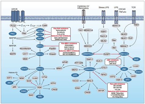 some of the intracellular pathways relevant in cancer cancer treatments from research to