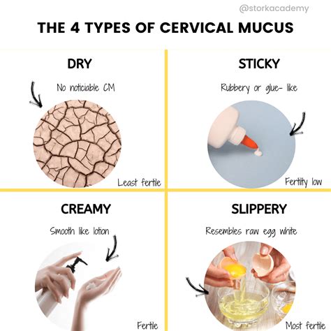 Least To Most Fertile The Four Types Of Cervical Mucus Storkacademy
