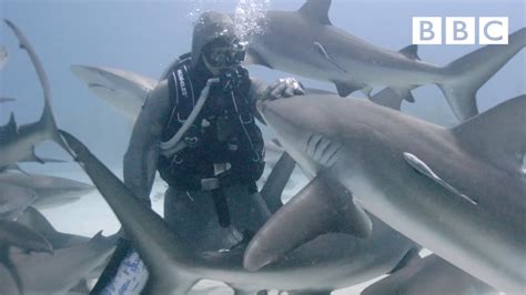 The Woman Who Swims With Sharks Bbc Youtube