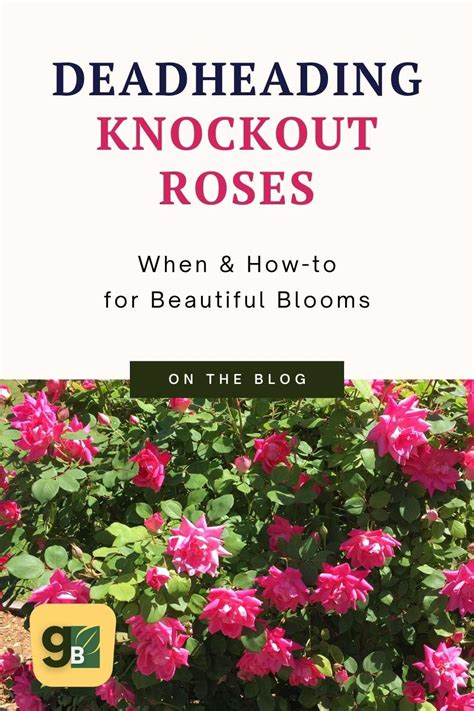 How To Deadhead Knockout Roses Knockout Roses Floribunda Roses