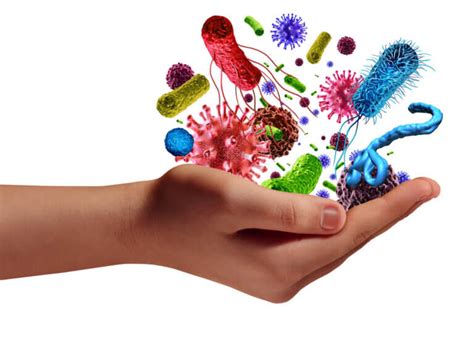 Los 3 Tipos De Microbiota Y Sus Características Muy Salud