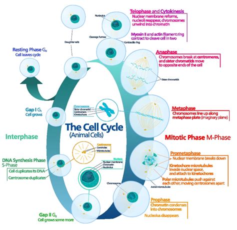 Animal Cell Cycle Cell Cycle Biology For Kids Cell Division