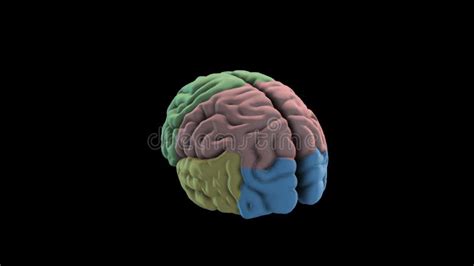 Brain Rotation Loop Background 3d Rendering Animation Human Brain Lobe