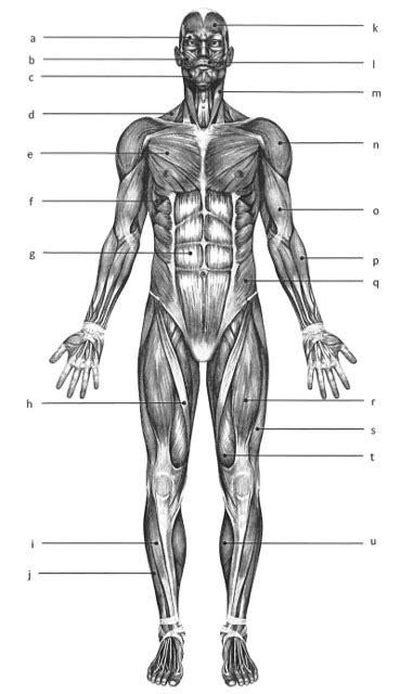 Anterior Skeletal Muscle Anatomy Diagram Quizlet