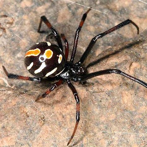 A black widow spider won't be one of those big spiders. Poisonous spider extends her web to GTA | Toronto Star