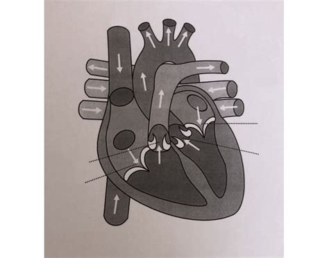 Heart Labeling Diagram — Printable Worksheet