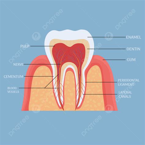 Human Tooth Anatomy Dental Enamel Template Download On Pngtree