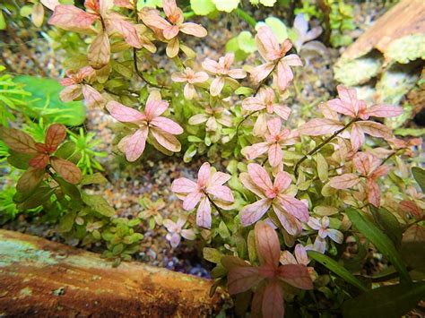 Ludwigia Inclinata Crystal Livestock Gallery Elegancereef