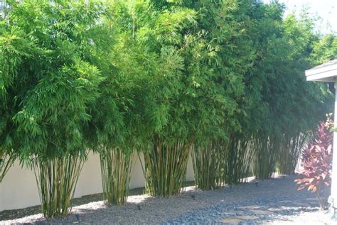 A Row Of Bamboo Trees Next To A White Wall And Gravel Area In Front Of It