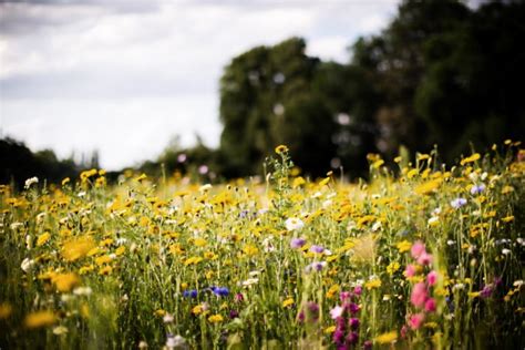 Foto di campi di fiori poster visualizza ulteriori informazioni su giardino prato, campo di. Fiori di campo: ecco quali sono i fiori selvatici da conoscere