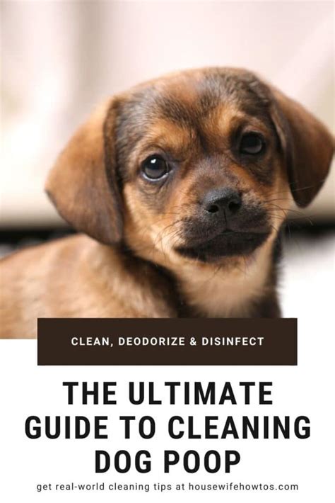 How Clean Dogs Poop