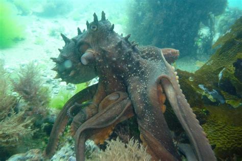 Top 10 Worlds Most Poisonous Octopuses Species And Photos