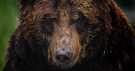 4k Bear Wallpapers Top Free 4k Bear Backgrounds Wallpaperaccess