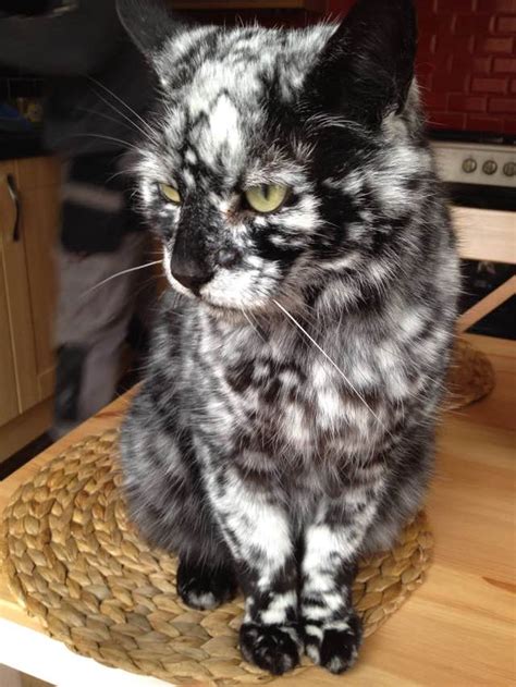 18 Cats With The Most Unique Fur Patterns