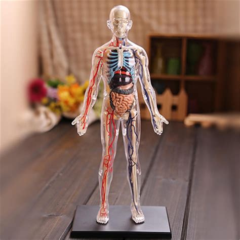 Interactive Human Body Fully Figure Human Body Model For Removable