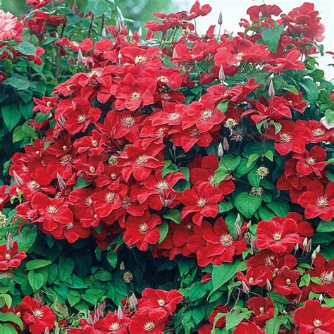 Rouge Cardinal Clematis Shop Flowering Vines Spring Hill