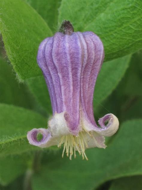 Jun 05, 2020 · native vines are also likely to require less maintenance because they are hardy to the environment already. Clematis fremontii (Fremont's leather-flower) #38693