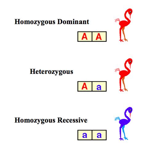 How Many Letters Are Used To Describe An Allele Jovan Has Singleton