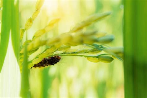 Worm Eating Rice At Sunrise Stock Image Image Of Closeup Larvae