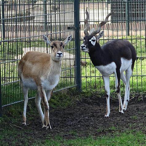 Today jordan is featuring the addax antelope. addax-antilope - Blanckendaell Park