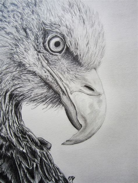 Eagle Pencil Drawing Eagle Drawing Pencil Drawings Drawings