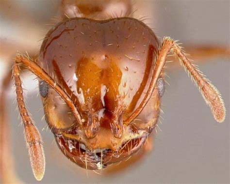 Fact Sheet Red Imported Fire Ant Citrus Pests