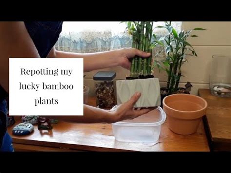 If grown in water, keep the roots covered with water at all times. Repotting my Lucky bamboo plants into soil & upgrading to ...