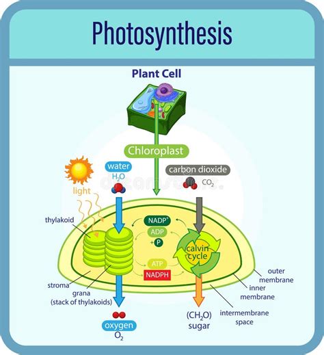 Diagram Showing Process Of Photosynthesis With Plant And Cells Stock