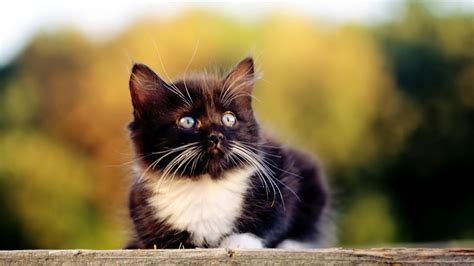 Worlds All Amazing Things Picturesimages And Wallpapers Cute Kitten