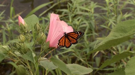 Crowds Monarch Butterflies Swarm Tulsa Nature Reserve