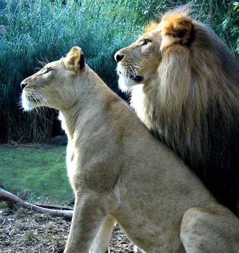 Lion And Lioness Photo