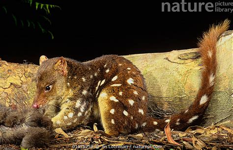 Stock Photo Of Spotted Tailed Quoll Dasyurus Maculatus Feeding On A