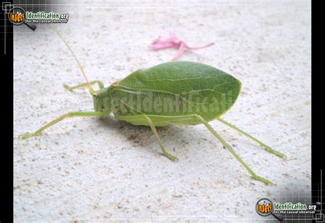 Maycintadamayantixibb Green Flying Beetle North Carolina